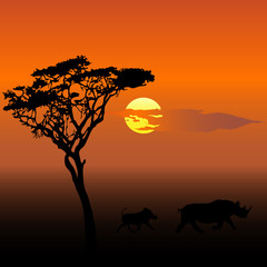 Wild boars at sunset