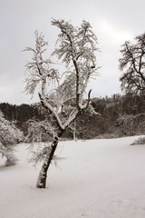 Natural winter landscape