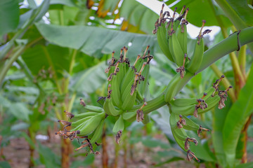 Growing bananas  the  banana farm. Food and agricultural concept.