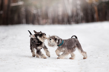 Dog breed Miniature Schnauzer in the winter forest