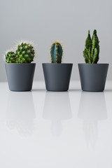 Green cactus in grey pot, grey background, side view, space for text