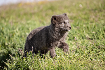 Arctic fox cub