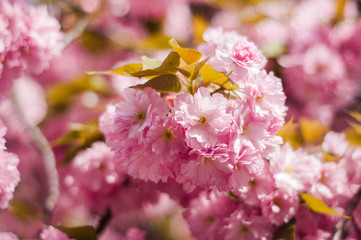 Tender Sakura flowers close up blossoming in spring season. Beauty in nature of pink spring cherry blossom in Uzhgorod, Ukraine. Abstract Sakura Background.