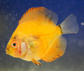 2 Monate alte Diskusfische 