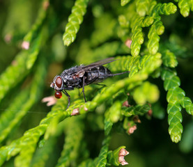 Fliege auf einer Pflanze 