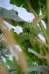 Growing bananas  the  banana farm. Food and agricultural concept.