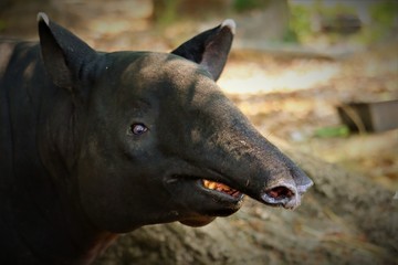 Fototapeta premium Tapir