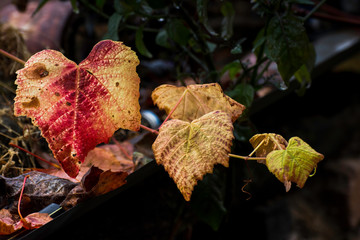 Grape red yellow leaves on the vine. Autumn nature background