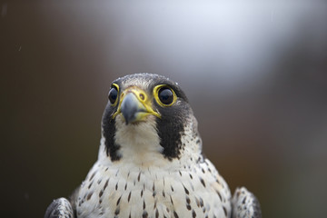 A portrait of a  Female Peregrine falcon (Falco peregrinus) caught in Germany for ringing.
