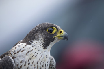 A portrait of a  Female Peregrine falcon (Falco peregrinus) caught in Germany for ringing.