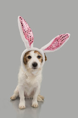 HAPPY EASTER DOG, JACK RUSSELL PUPPY DRESSED AS A BUNNY, ISOLATED AGAINST GRAY  BACKGROUND. - obrazy, fototapety, plakaty