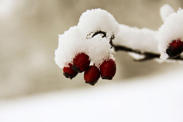 Rose-hip surrounded by snow