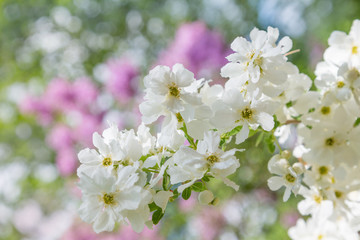 zarter Blütenzweig einer Prunkspiere Radspiere - Exochorda Racemosa
