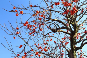 青空背景、赤く熟した柿の木