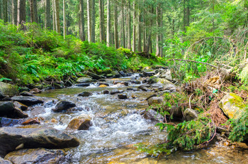 beautiful river in the forest