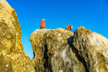 rosebreasted cockatoos at the pinnacles in nambung national park, australia 26
