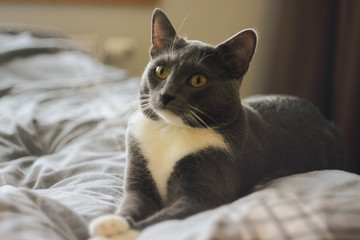 A grey cat with yellow eyes lies on a grey plaid blanket and looks interested