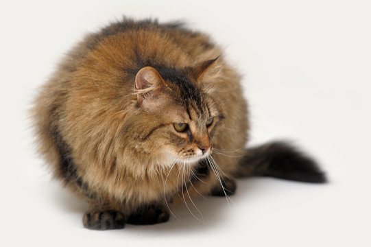 Big Beautiful Fluffy Brown Cat On A White Background Stock Photo Adobe Stock