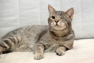 one-eyed cat disabled in a shelter
