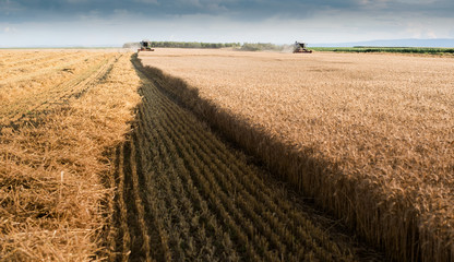Fototapeta na wymiar Harvesting of wheat field with combine