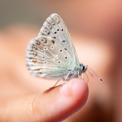 Mariposa en el dedo
