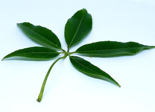 Leaf of paina with light blue background