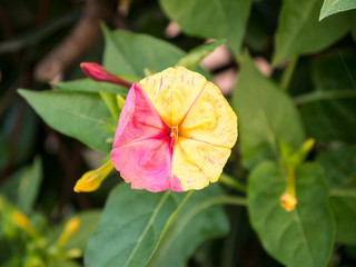 Bindweed red and yellow blossoming flower head