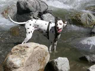 Dalmatiner2