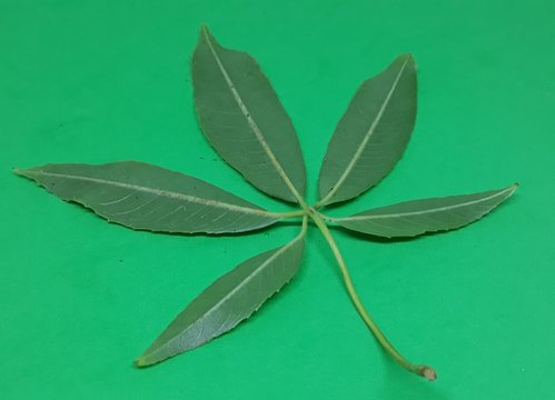 Leaf of paina with green background
