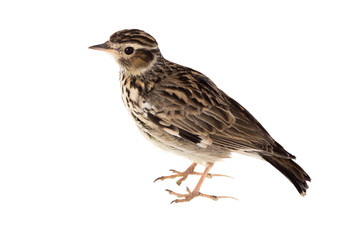 Wood Lark