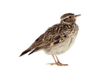 Wood Lark