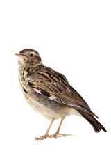 Wood Lark