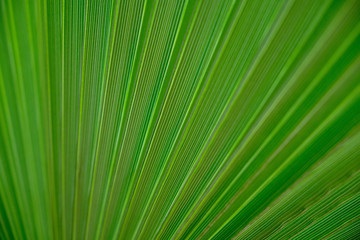 Obraz premium texture of green leaf
