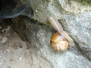 schnecke