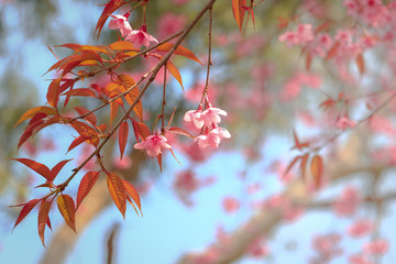 Sakura