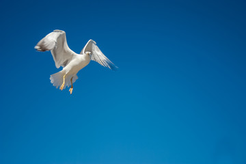 Gaviotas sobrevolando la costa