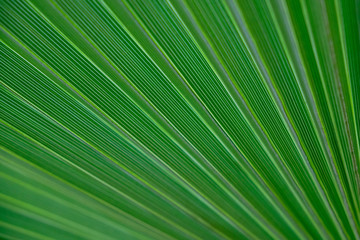 green palm leaf abstract background