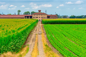 Fototapeta na wymiar Rural landscape near Casale Monferrato
