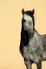 Obraz na płótnie Canvas Stallion portrait with long mane