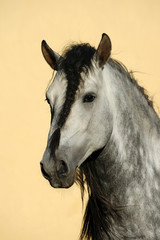 Stallion  portrait with long mane