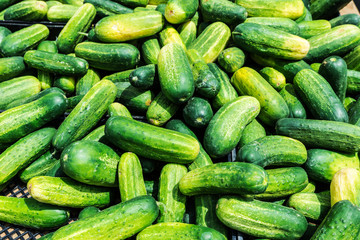 Cucumbers in Brooklyn in New York City, USA