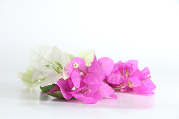 Bougainvillea hybrid Close up