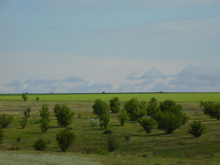 Obraz premium Steppe landscape of the south of Ukraine on a summer day in June, rural area