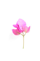 Fototapeta premium Bougainvillea hybrid Close up