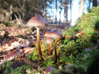 Champignons sur de la mousse
