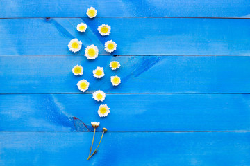 Composition of white yellow flowers. Chrysanthemums on blue wooden