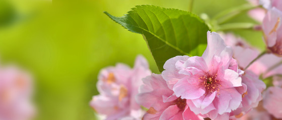 Panele Szklane  piękne różowe drzewo wiśni na wiosnę