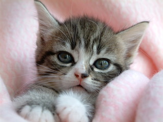 Adorable tabby kitten, portrait