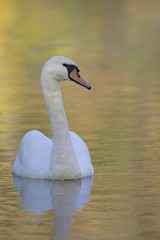 An elegant mute swan (Cygnus olor) swimming in morning light in a lake with bright colors.	