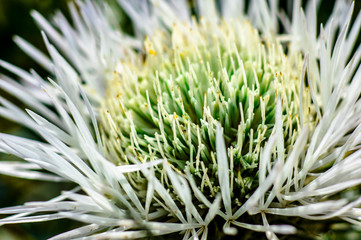 Flower Thistle Macro photography